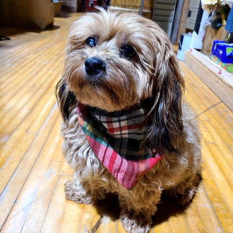 Bertie's Favorite Thing: Flannel Plaid Dog Scarf Asst