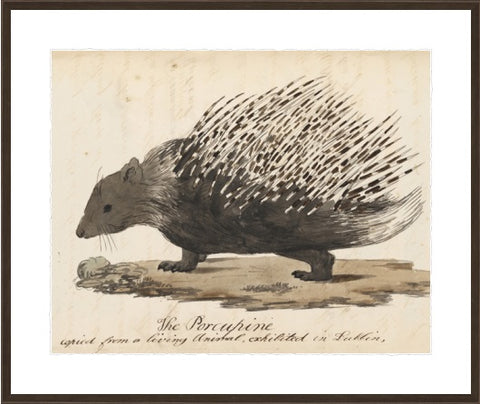 Porcupine Framed Wall Art