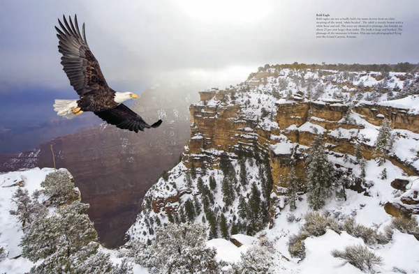 Birds of Prey: Stunning Photographs of the World's Great Hunting Birds