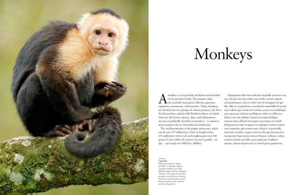 Monkeys: Apes, Gorillas and Other Primates