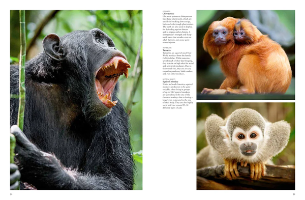 Monkeys: Apes, Gorillas and Other Primates