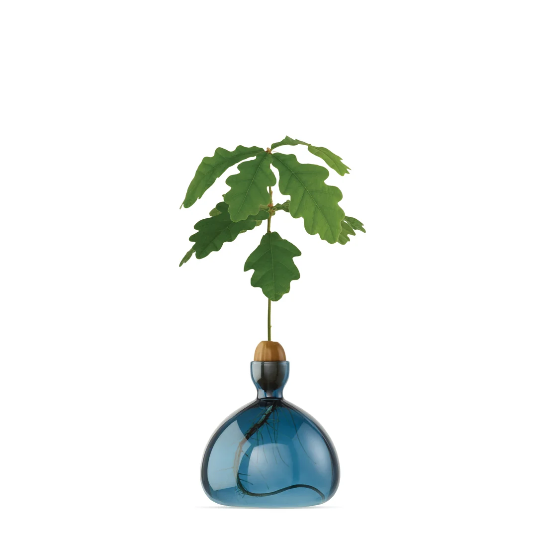 Acorn Vase / Color