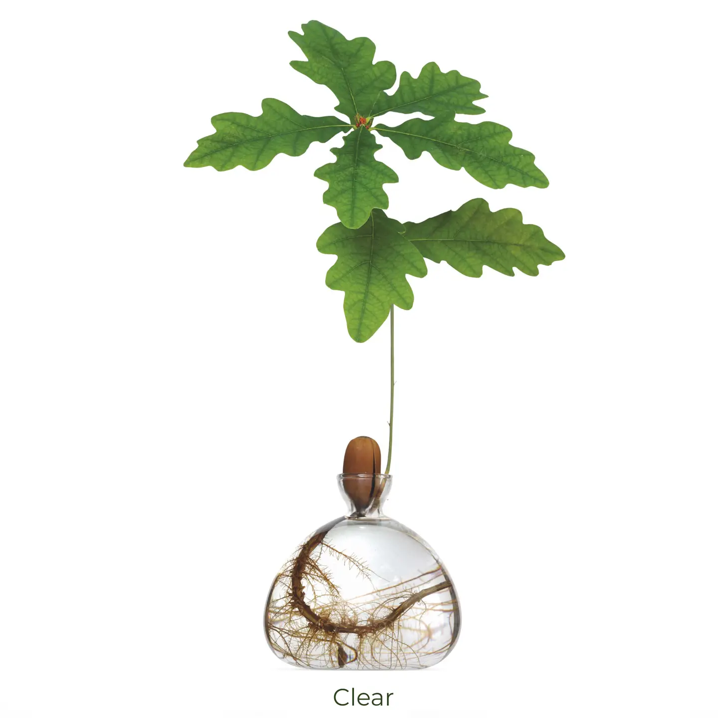 Acorn Vase / Clear