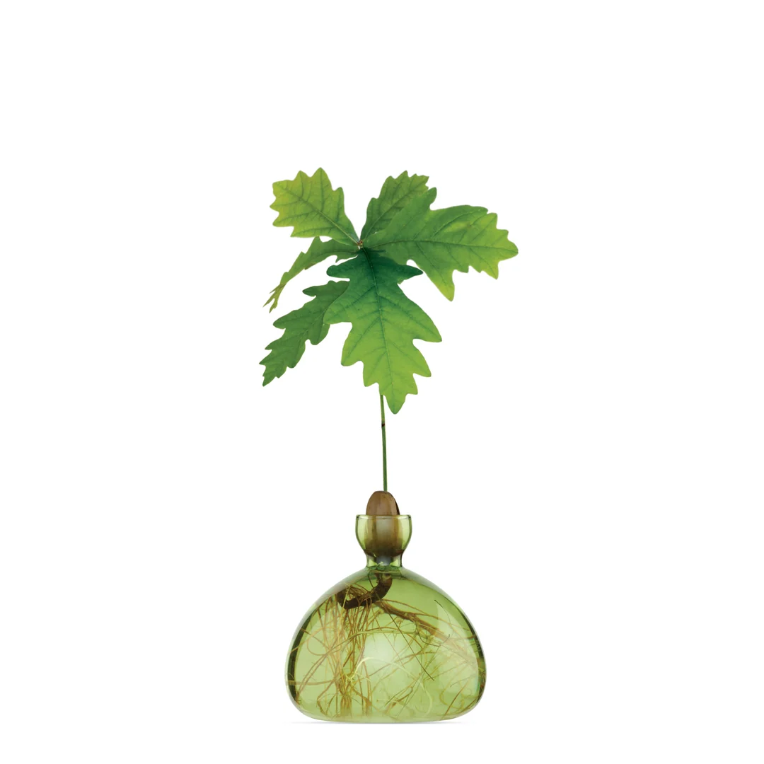 Acorn Vase / Color