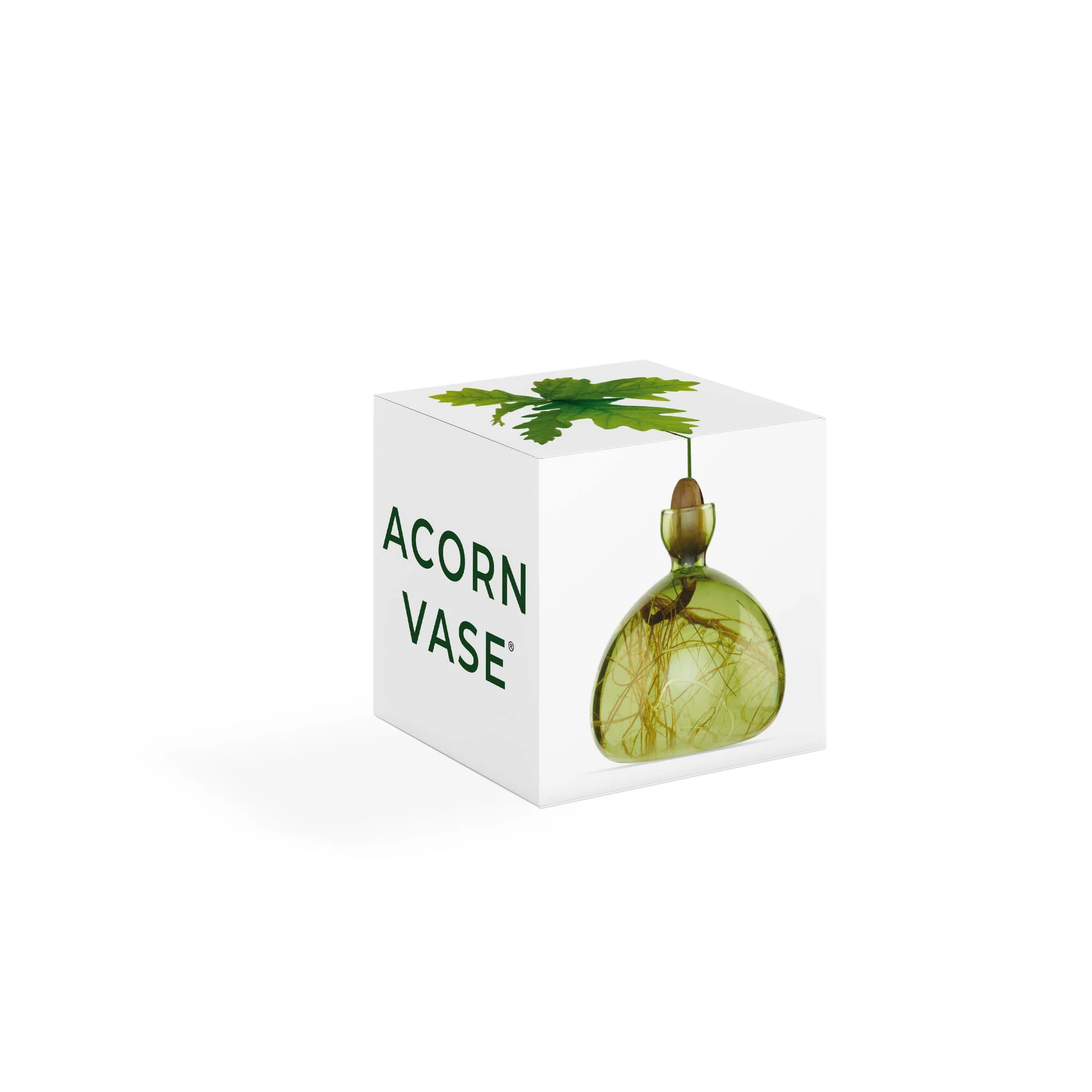 Acorn Vase / Color