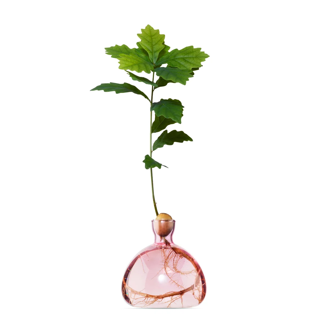 Acorn Vase / Color