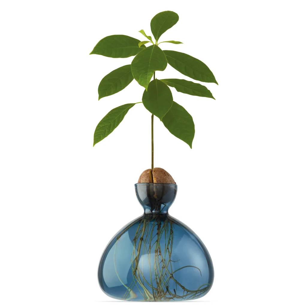 Avocado Vase / Color