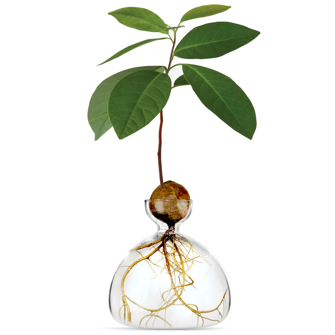 Avocado Vase / Clear
