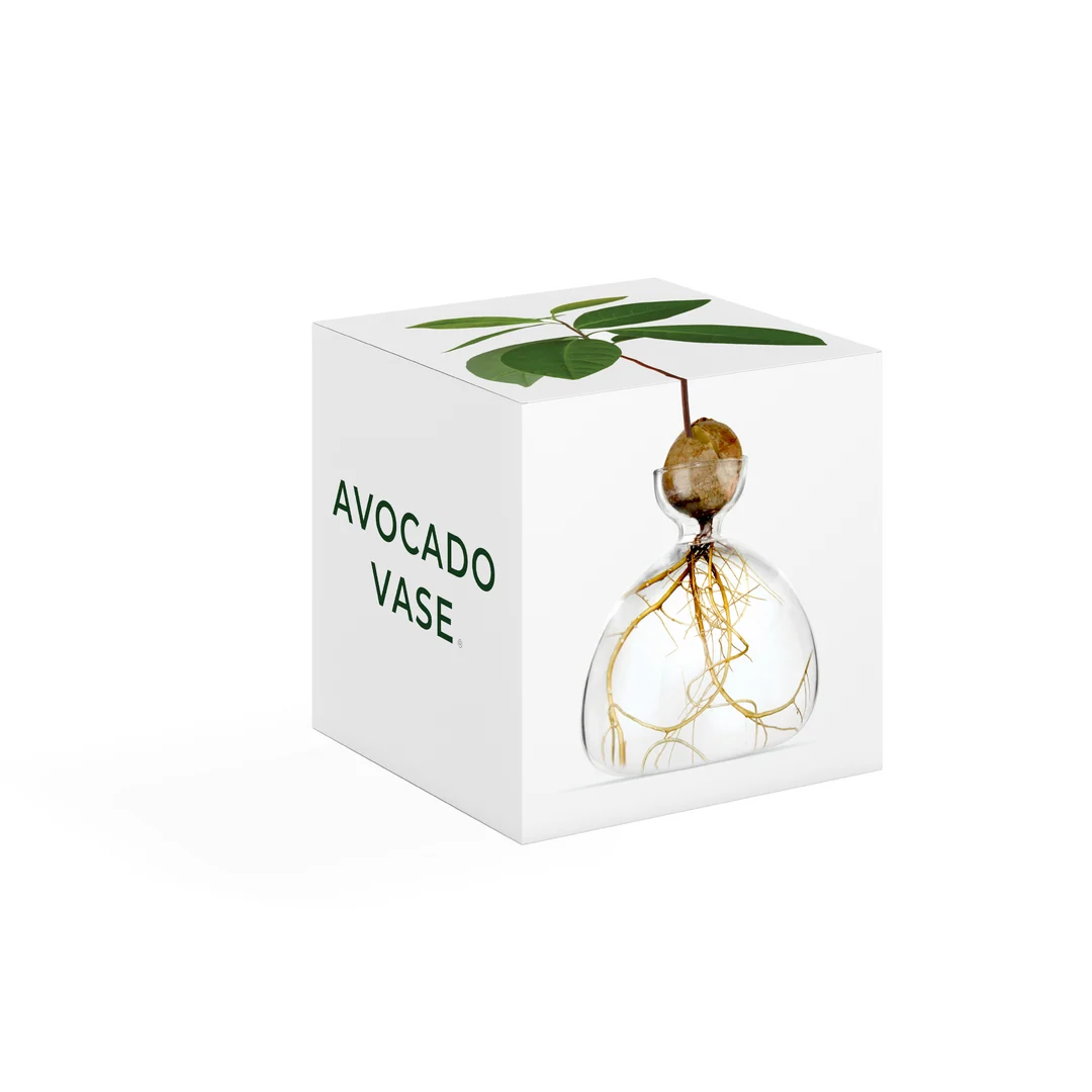 Avocado Vase / Clear