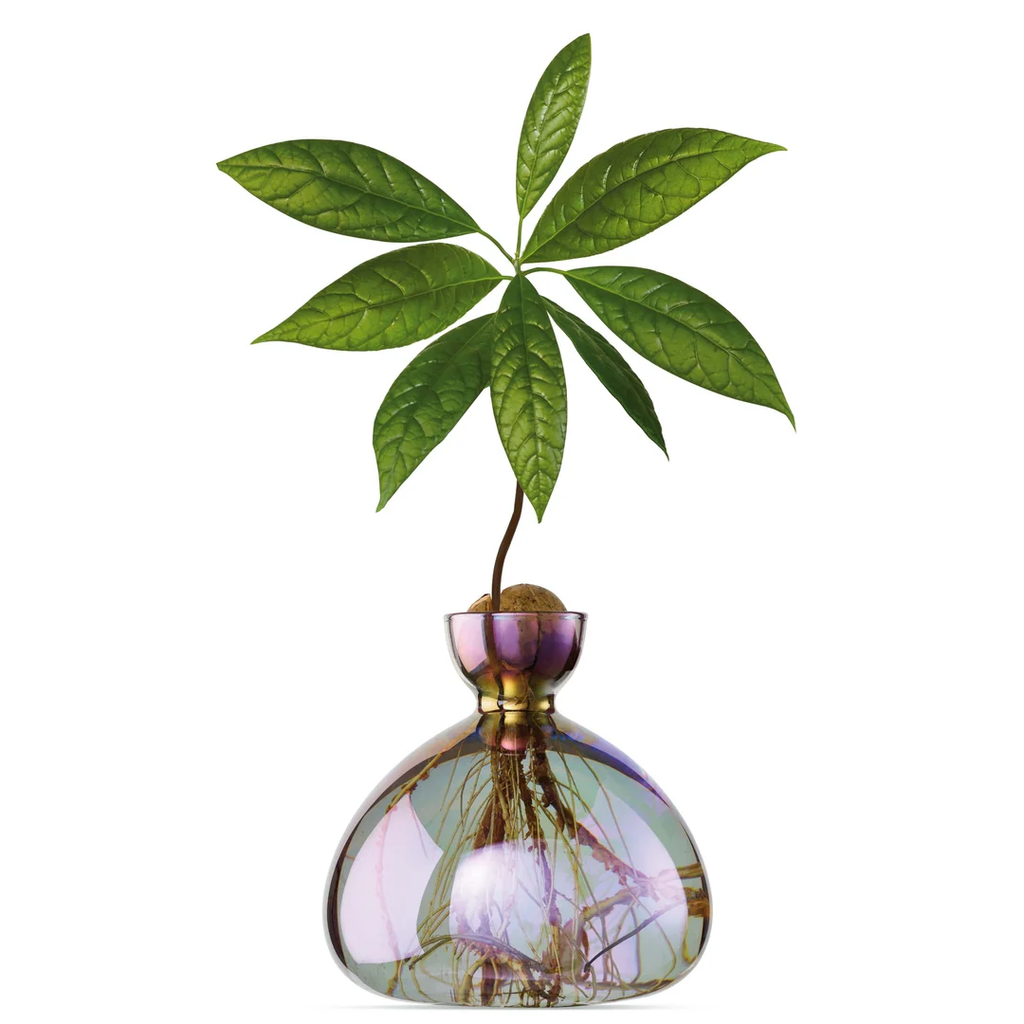 Avocado Vase / Cosmic