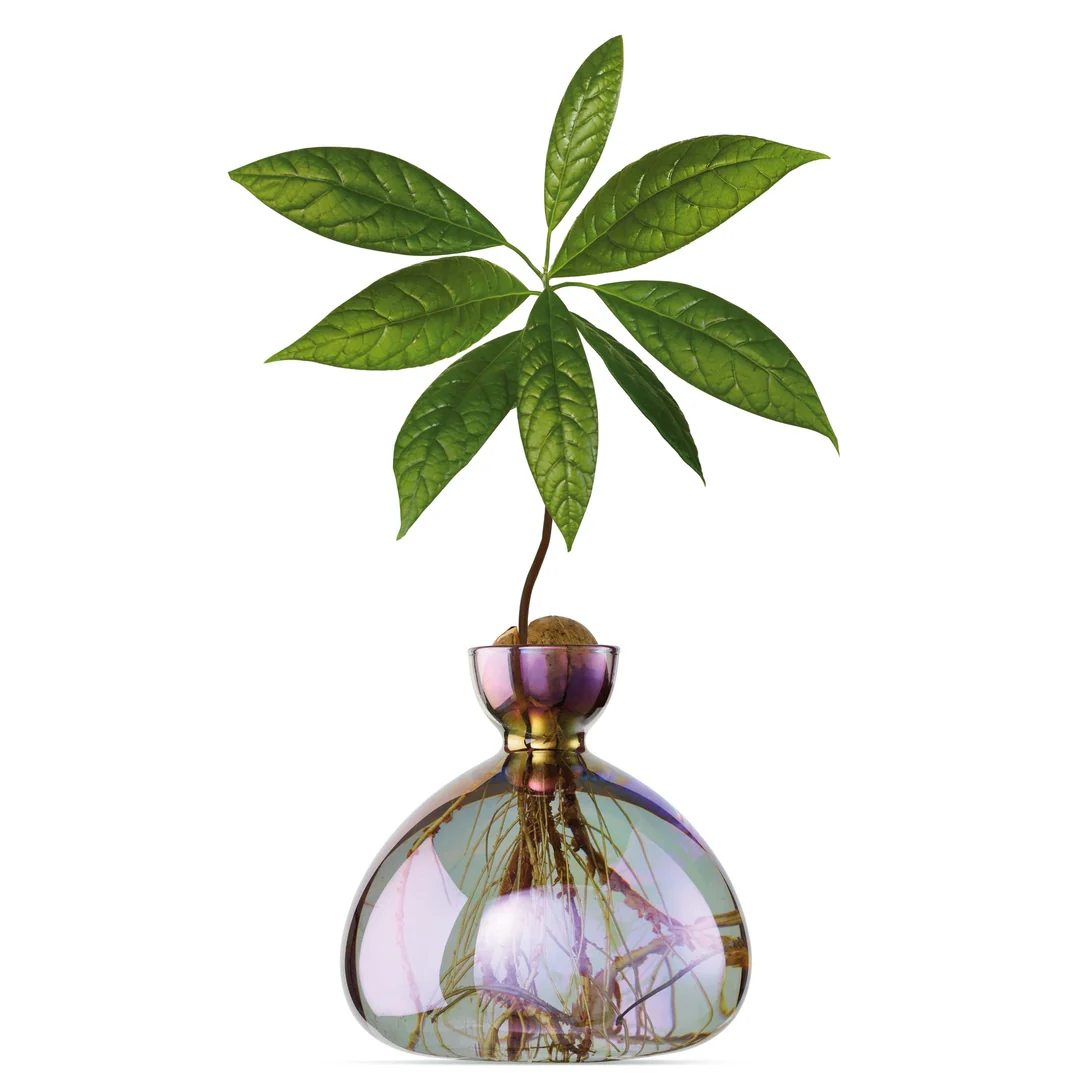 Avocado Vase / Cosmic