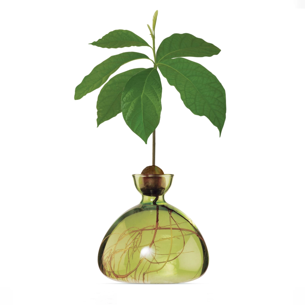 Avocado Vase / Color