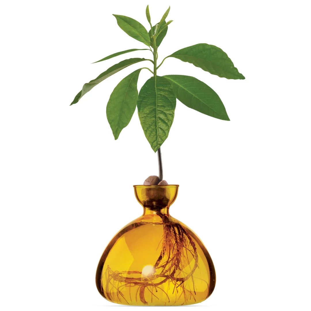 Avocado Vase / Color