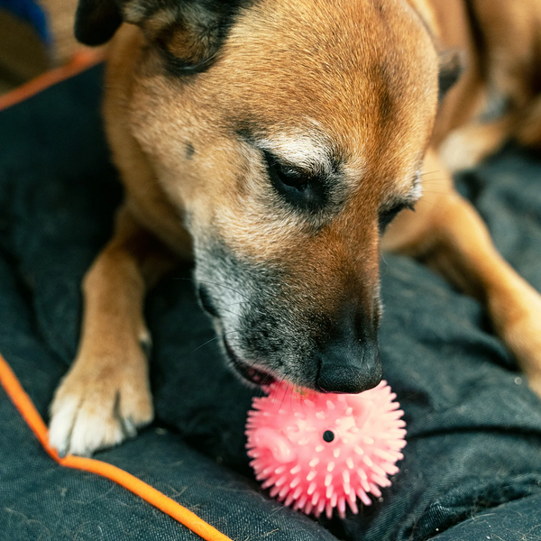 Kikkerland Piggy Dog Ball