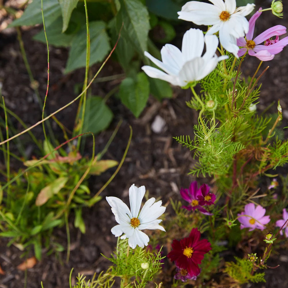 Jingle Plops Seed Bombs