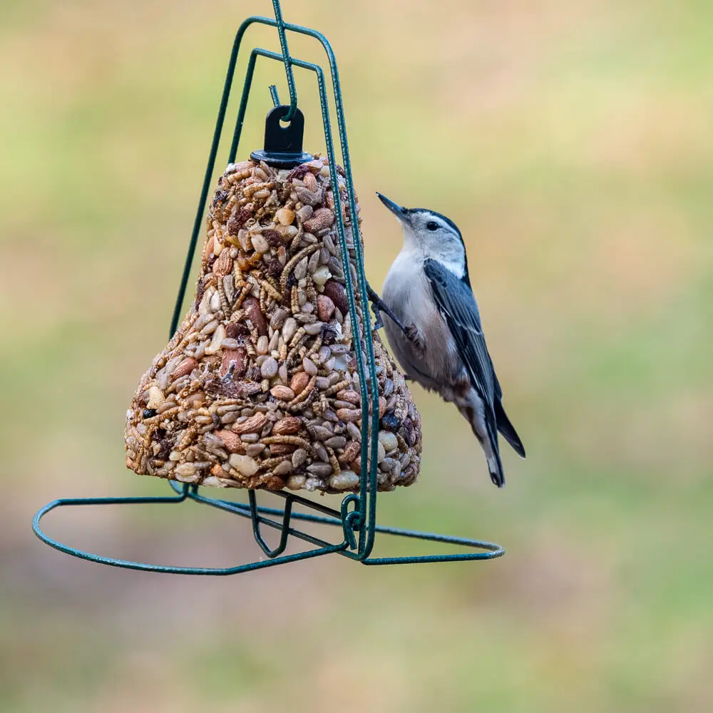Mr. Bird's Bugs, Nuts &amp; Fruit Bird Seed Bell