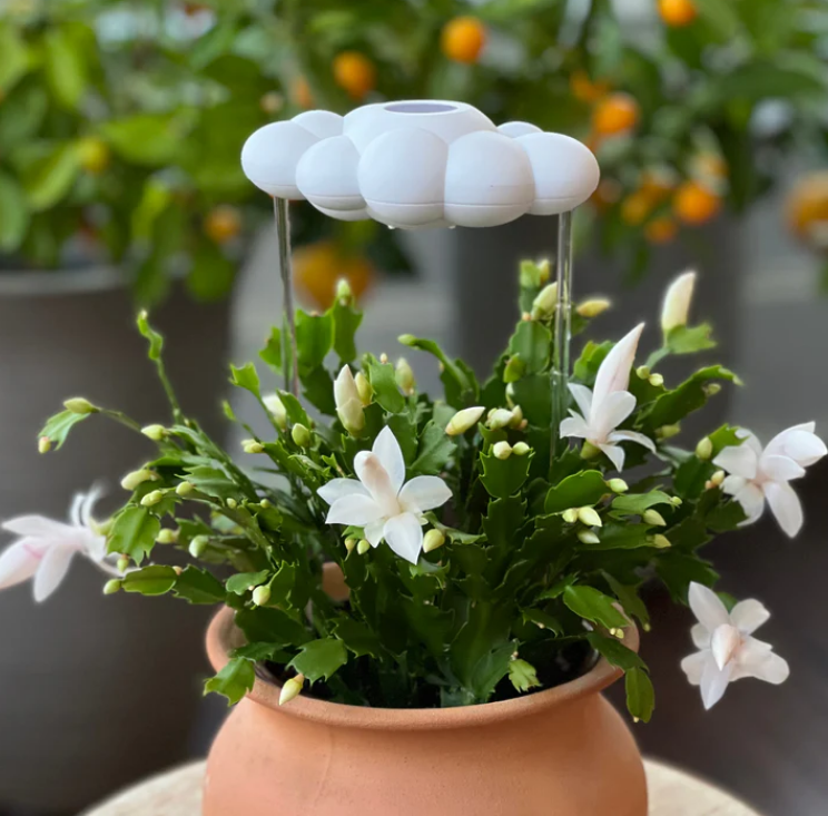 Original Dripping Rain Cloud