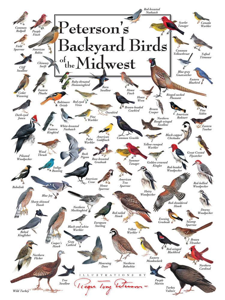 Peterson's Backyard Birds of the Midwest Puzzle