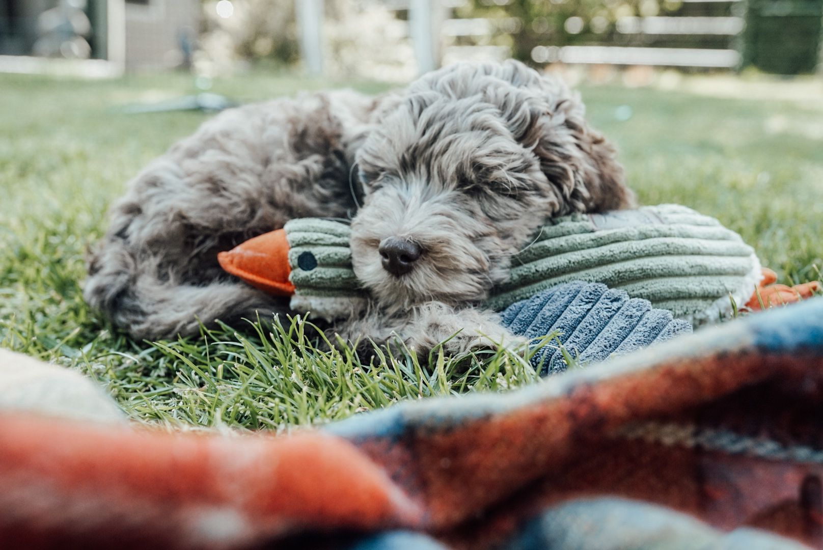 Plush Duck with Squeaker Dog Toy