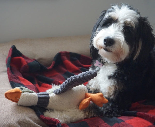 Plush Duck with Squeaker Dog Toy
