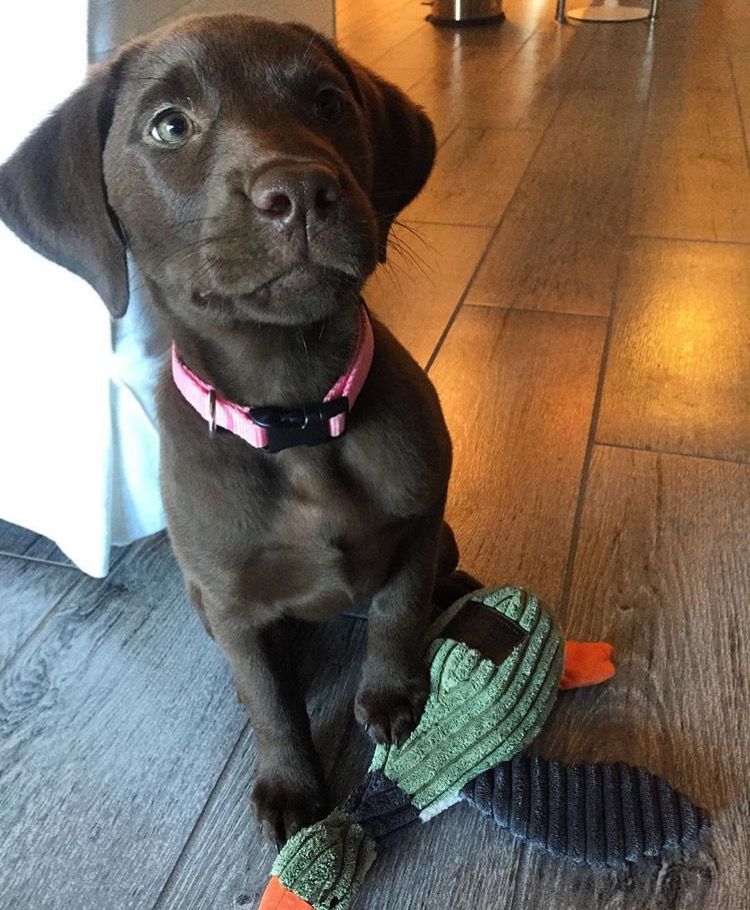 Plush Duck with Squeaker Dog Toy