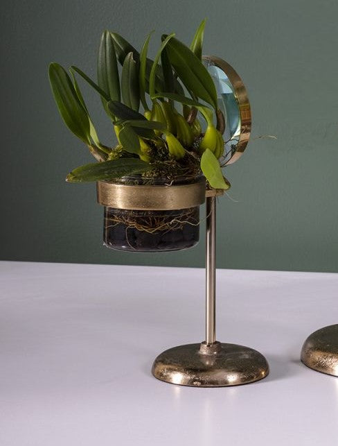 Spyglass Pot / Short