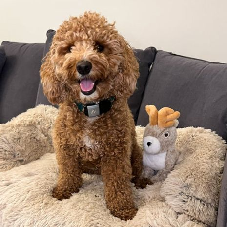 Animated Jackalope Dog Toy