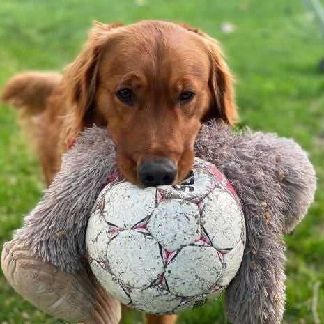 Stuffless Big Foot Dog Toy with Squeaker