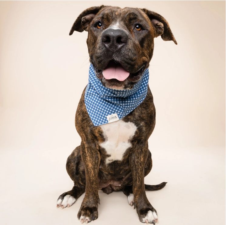 Dog Bandana: Mac's Favorite Thing