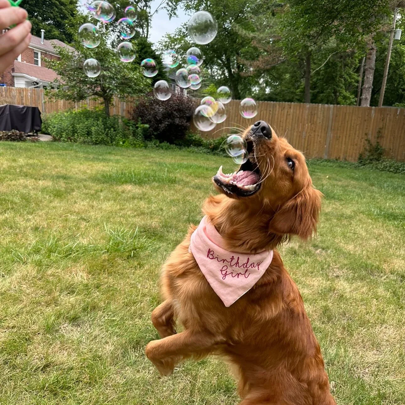 Bubblelick Pets Peanut Butter Swirl Flavored Bubbles
