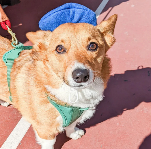 Woofcesseries' Dog Beret Large Blue