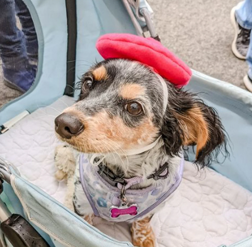 Woofcesseries' Dog Beret Small Red