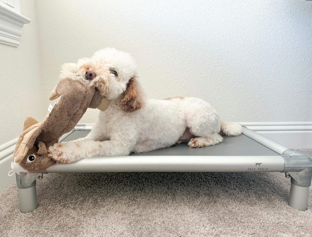 Stuffless Squirrel Squeak Dog Toy