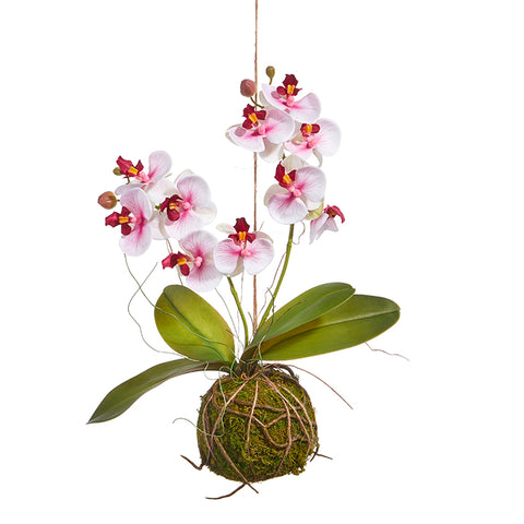 Real Touch White & Pink Orchid with Moss Ball