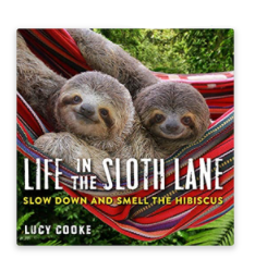 Life In The Sloth Lane